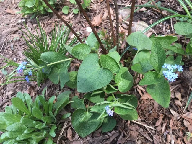 Cover Image for Gardening in the city (2018)