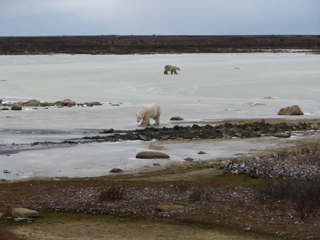 Cover Image for Lunch with a polar bear